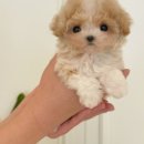 부산강아지분양 퍼피룸 이미지