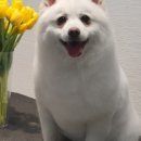 프랑소와펫(압구정점) 이미지