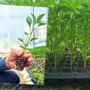 진봉농장 이미지