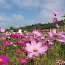 코스모스 이미지