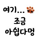 복실이네 애견 이미지