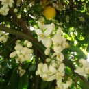 이솝한의원 | 내 취향 저격 보습템//[이솝][불리][취][논픽션]//바디밤, 바디로션, 립밤, 핸드크림