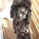 뷰티펫하우스 이미지