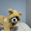 교보생명안양영업국 | 21.12.11~12 주말 일상 &#39;◡&#39; 컬리 베테랑칼국수, 안양일번가 오늘도 쭈꾸미, 오이도 애견동반 조개반장...