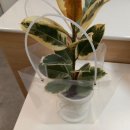 이마트24 안산중앙역점 | 안산 꽃다발 추천, 꽃블리 안산중앙역점 방문 후기