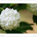 불두화(Viburnum opulus f. hydrangeoides (Nakai) Hara) 이미지