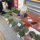 노점-농산물 네이버블로그