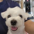 뽀뽀뽀하개 이미지