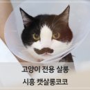 캣살롱코코 이미지