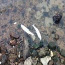 금곡1천 이미지