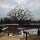 사랑의연리근 이미지