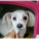 참조은 동물병원 이미지