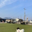 도그랜드 이미지