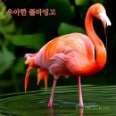 플라밍고