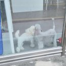 윤그루밍 이미지