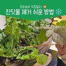 친환경녹색어린이집 | 실내 가드닝 진딧물 왜 생길까? 배추 무 진딧물 난황유 방제법(feat.칠성 무당벌레 방제 )