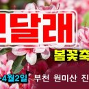 부천 원미산 진달래축제 경기도 봄꽃축제 산전체가 진달래 가득 이미지