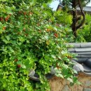 운조루 막둥이집 이미지