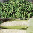 곡성-060 이미지