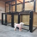 마마펫살롱 이미지