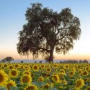 해바라기 하나 이미지