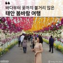 라붐펜션 | 태안, 바다부터 꽃까지 볼거리 가득한 봄바람 여행(라붐펜션)