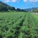 진흥부동산중개 이미지