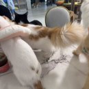 아가마미 고양이카페 이미지