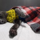 길동물병원 이미지