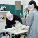 진천역(1번출구) | [대구 고양이 미용] 믿고 맡길 수 있는 고양이 무마취 미용 뽀솜뽀솜 다녀온 후기