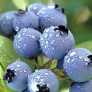 블루베리 이미지