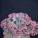 안서농장 이미지