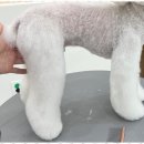 배곧애견샵 이미지