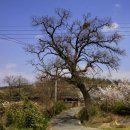 원조돌메기 매운탕 이미지