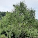 용소웰빙공원 이미지