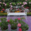 개화전기충전소 | 울산 2025 장생포 수국축제 기간 입장료 주차장 수국 라벤더 개화상황