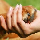 강아지발바닥 이미지