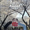 대구광역시청 산격청사 | [대구 벚꽃 꽃보라동산] 이번 주 절정, 주말 무료주차/포토존/개화 상황까지 봄 가득 담아왔어요