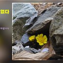 신진원색