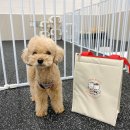 그레이닝 킨더가든 이미지