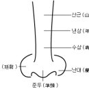 [관상] 코의 모양에 따라 이미지