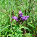 왕소나무길 이미지