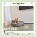 원룸펫청소박사24 | 부산 강아지와 여행하기 좋은 가성비 숙소 영무파라드, 객실부터 반려견 동반 정보까지