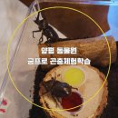 가평곤충농장 | 경기도 양평 어린이 체험 실내 동물원 굼프로 곤충체험학습