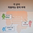 정장제 - 일본 의약품 이미지