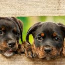 반려동물 아로마 테라피 자격증 이미지