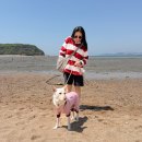 일산동물약국 | 모아나랑 찍은 개족사진｜고양 피어스튜디오 일산 가족사진 후기