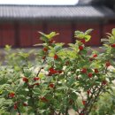 창경궁 홍화문 옆 이미지