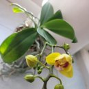 나와 나타샤와 흰당나귀 | 나와 나타샤와 흰 당나귀