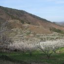 순천향매실마을 이미지